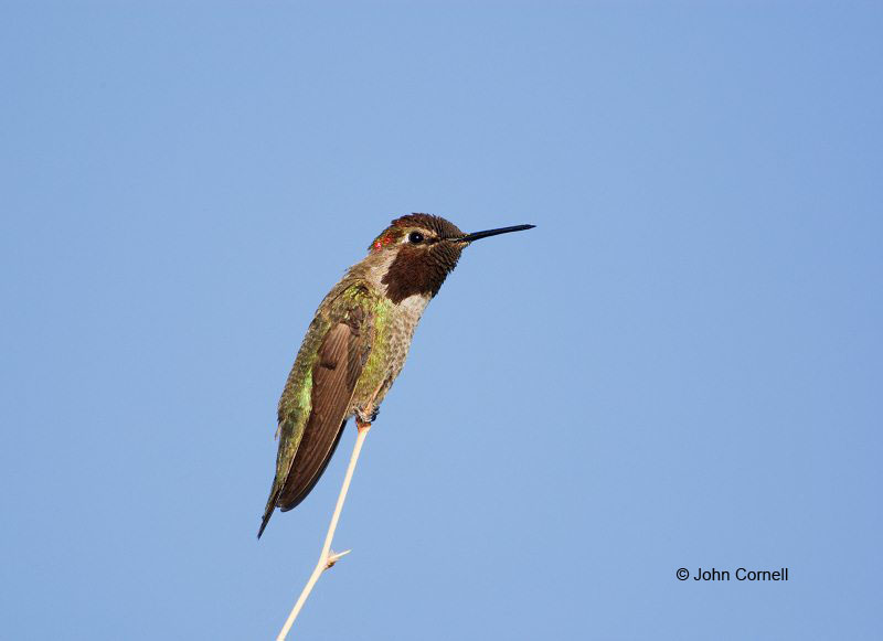 Black-chinned Hummingbird;Hummingbird;Archilochus alexandri;One;one animal;avifauna;bird;birds;feather;feathered;outdoors;outside;untamed;wild;color;color photograph;daytime;close up;color image;photography;animals in the wild;feathers;wilderness;perch;perching;watching;watchful